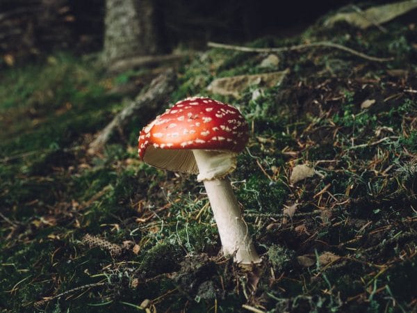 Christmas and mushrooms - fly agaric mushroom